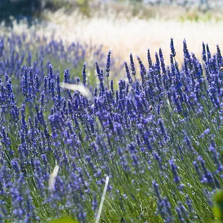 Seabreeze Hvar * Hvar Town